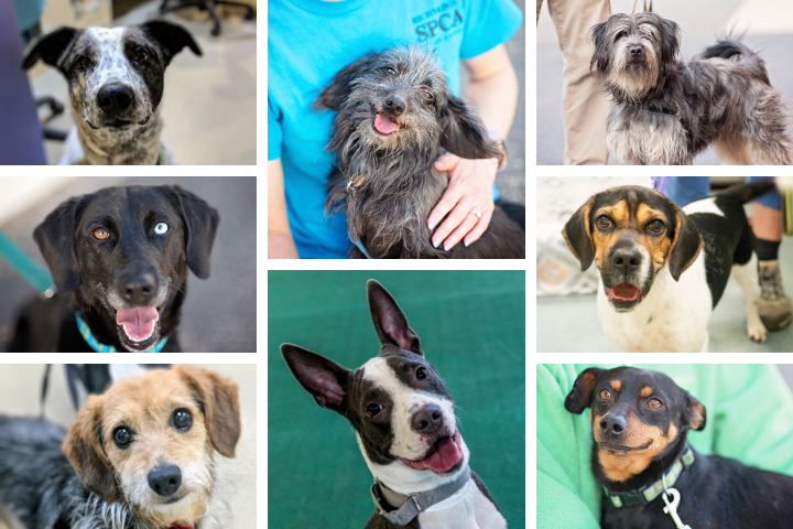 Photo grid containing eight images of dogs demonstrating a variety of traits.