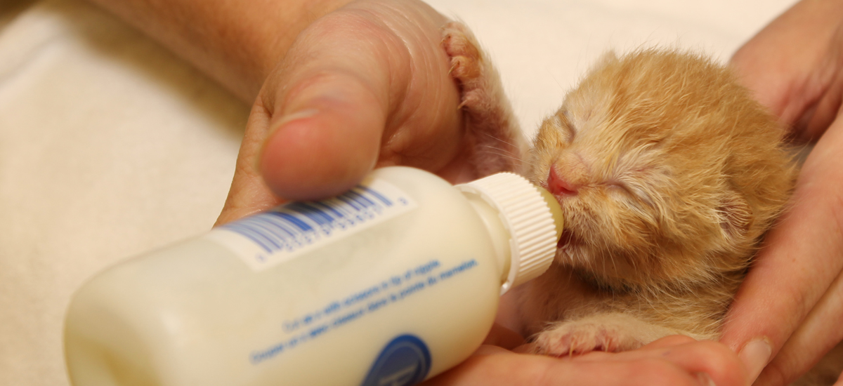 orange infant tabby kitten being fed from bottle