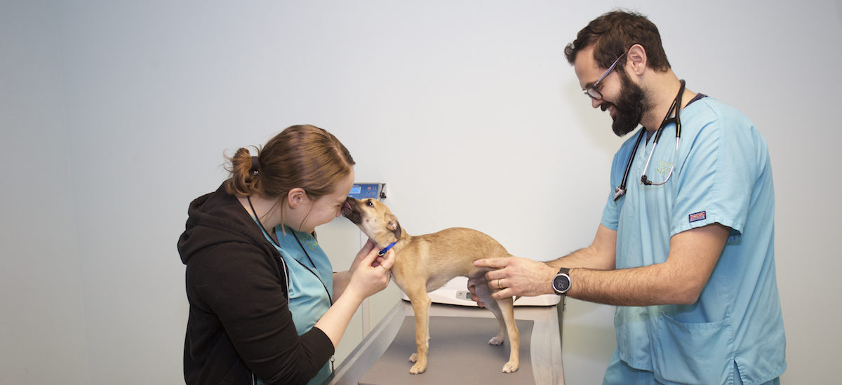 Janice Scheibe and Dr. David Molinas petting a small brown dog