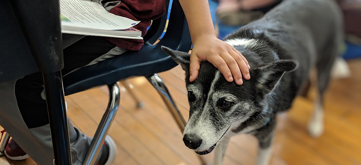 Olive, a black and white dog, stands next to a student