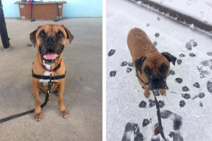 two photos of Hooch, a boxer mix, sitting in outdoor playpen and standing in a light dusting of snow
