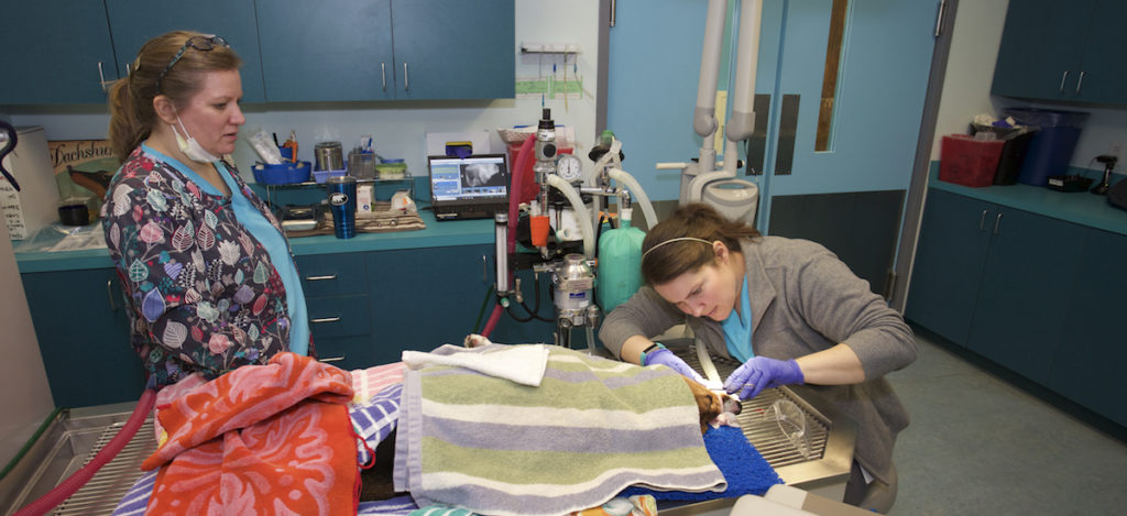 A dog is shown on a procedure table, covered in blankets. The veterinarian uses a tool to examine his teeth while a veterinary technician looks on from the left.