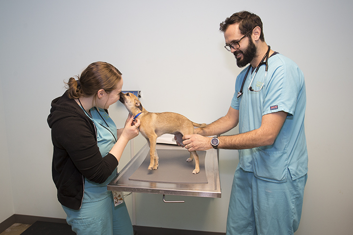small dog on exam table with veterinary assistant and veterinarian on either side