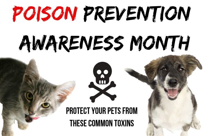graphic with text: poison prevention awareness month, photos of kitten and dog