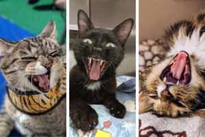 Photo grid of three cats, each with the mouths open wide, showing their teeth