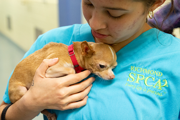 SAAF: Providing a safe harbor for family pets at a time of critical need - Richmond SPCA