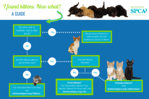 Infographic: I found kittens. Now what?