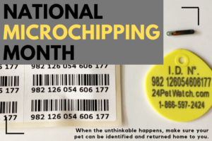 blog graphic for National Microchipping Month