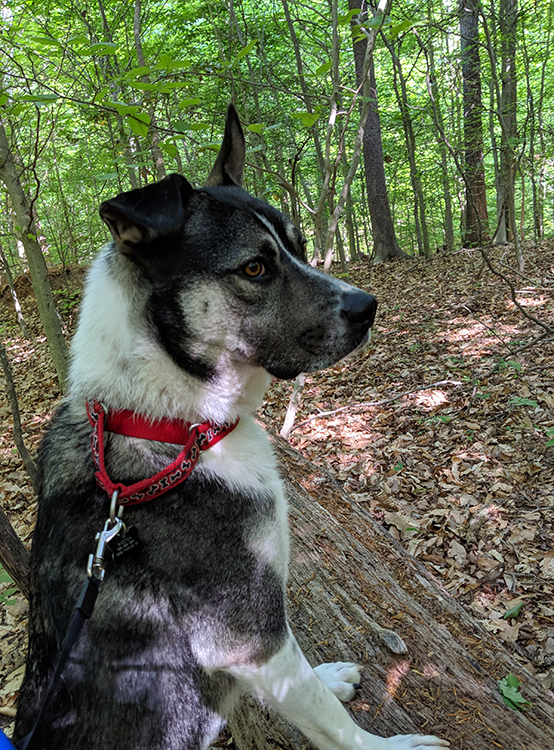 dog wearing a red collar and black leash stands in the woods 