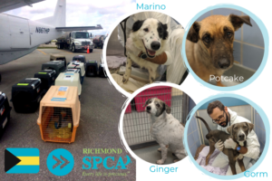 Four dogs rescued from the Bahamas arrive at the Richmond SPCA