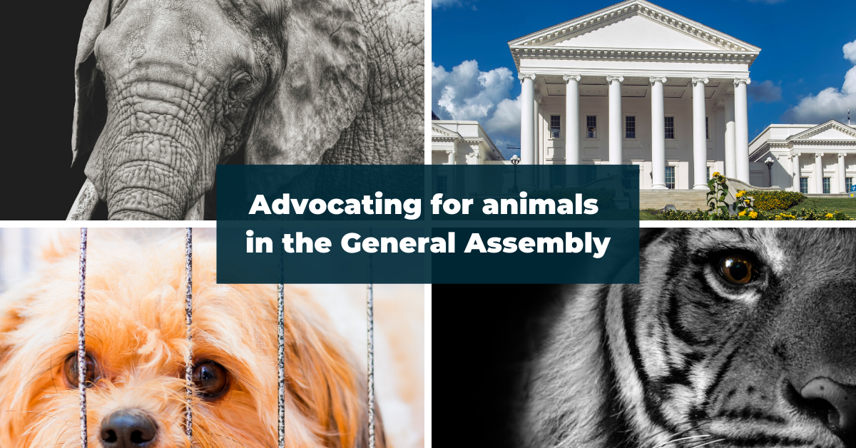 Grid of four photos: elephant, Virginia General Assembly building, tiger, puppy behind kennel bars