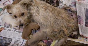 A scared mother dog looks up from her dirty cage where she nurses her puppies in a puppy mill operation.