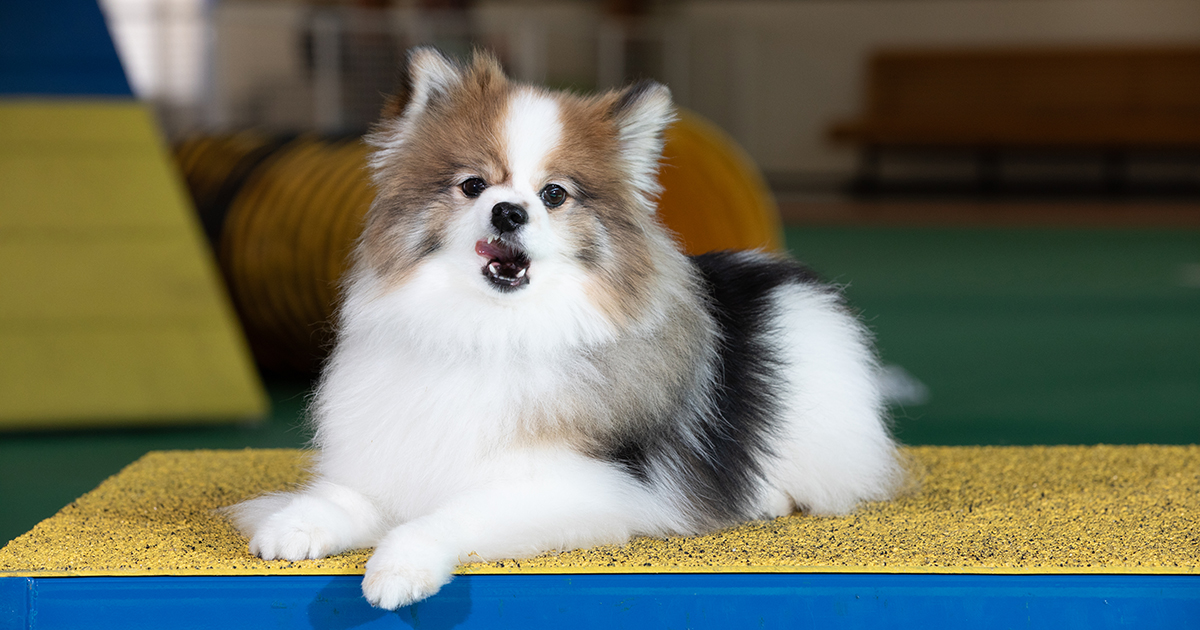 A Pomeranian named Petey in "down" position on pause table, licking his lips