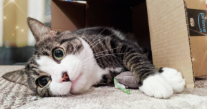 alert cat in box clutching catnip toy