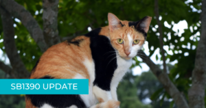 eartipped calico cat overlayed with text "SB1390 update"