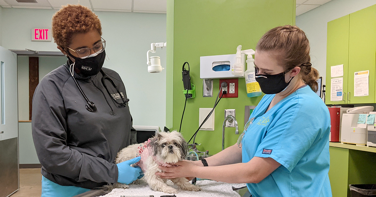 Doctor of veterinary medicine examines a small dog in a hospital setting