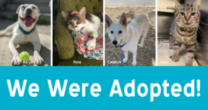 Four pet photos above the text "We Were Adopted"