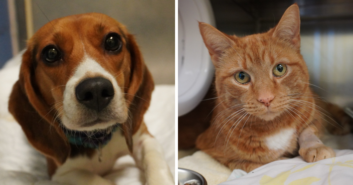 beagle and orange tabby both saved by the Richmond SPCA