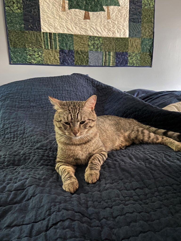 Jackson, a tabby cat with dark stripes on light tan fur, lays on a blue bedspread. Another quilt hangs on the wall behind him. 