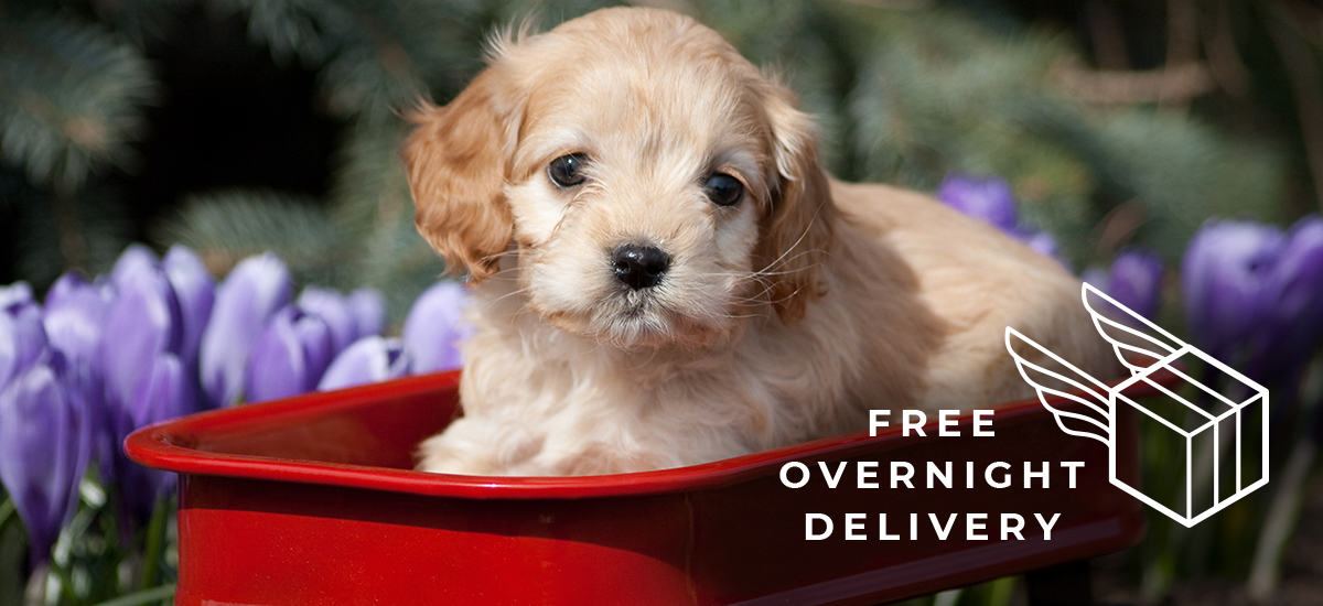 Tiny blond puppy in a red wagon with text overlay: Free Overnight Delivery