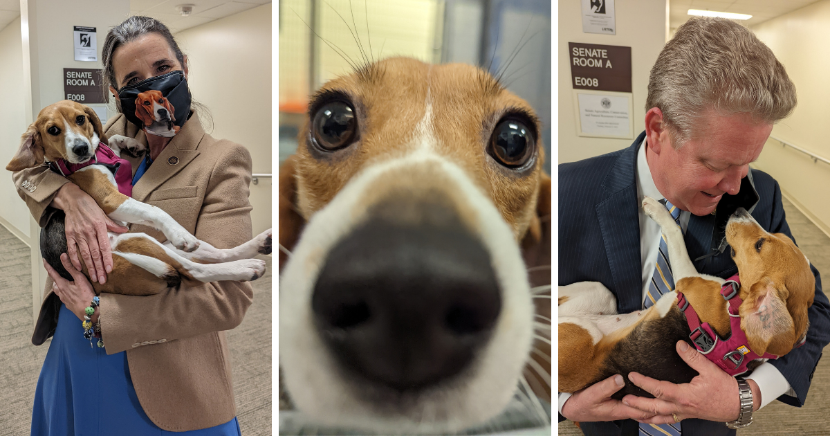 triptych of beagles: two outside images show legislators Sen. Jennifer Boysko and Sen. Bill Stanley each cradling a beagle; they frame a center photo of an inquisitive beagle whose nose comes close to touching the camera