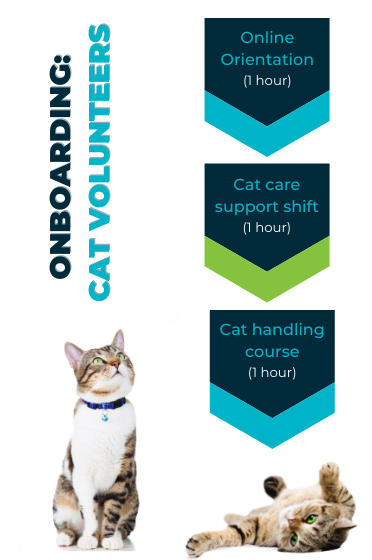Flowchart describing training requirements for volunteers working with cats