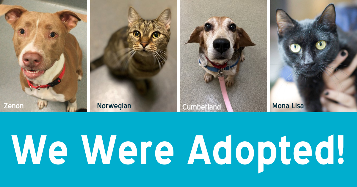 We Were Adopted: September 26 - October 2, 2022 - Richmond SPCA