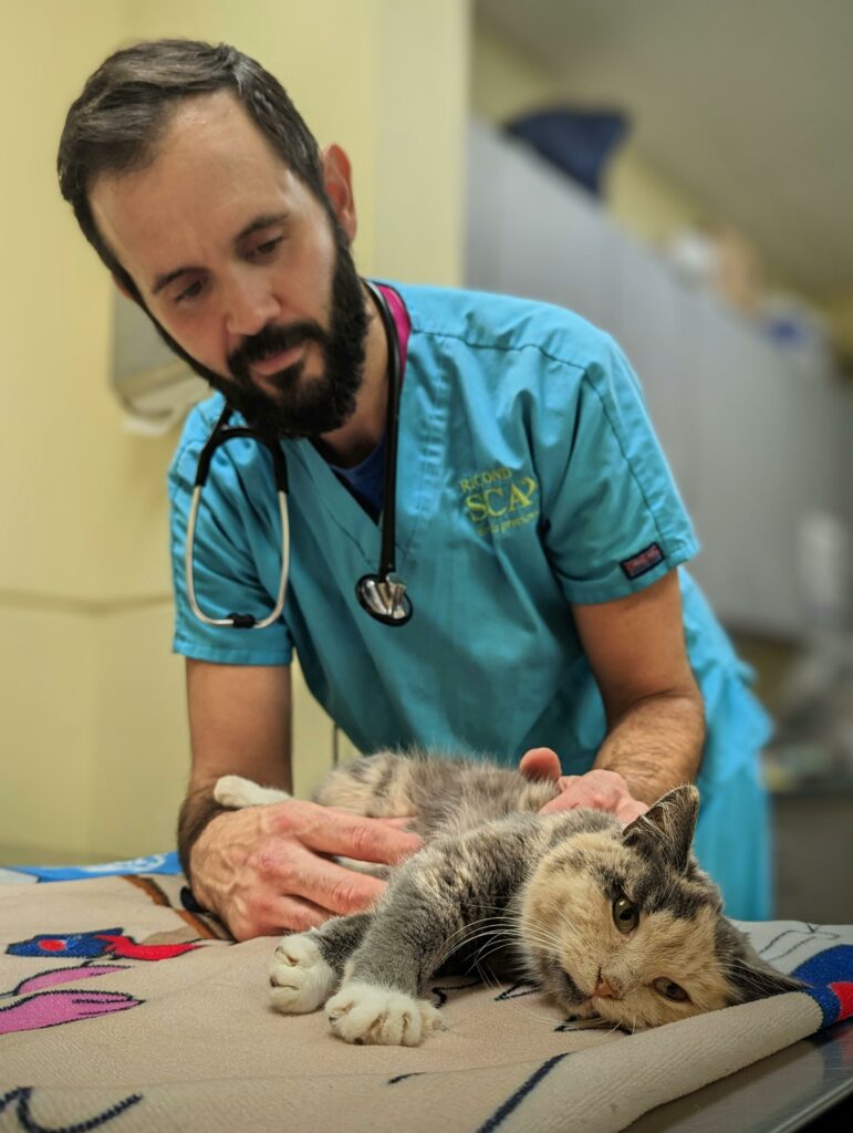 veterinarian wearing bright blue scrubs and a stethoscope around his neck runs his hands over the abdomen of a small pastel calico cat who stretches her paws outward