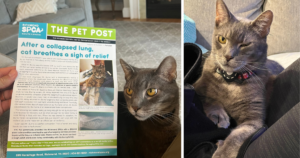 two photos of grey tabby cat: at left he looks at a person holding a printed newsletter with the same cat's story on the cover; at right cat is relaxed on a lap while winking at camera