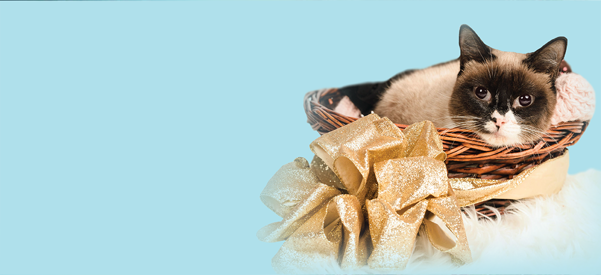 Donate Richmond SPCA