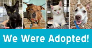 two cats, two dogs, and text reading "we were adopted"