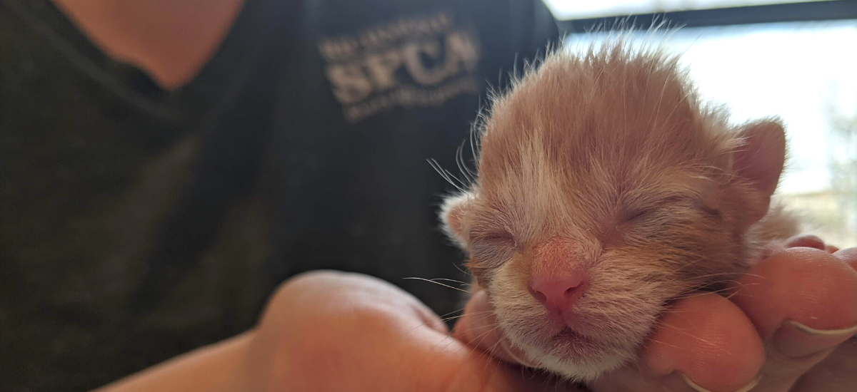 a hand cups a tiny orange newborn kitten