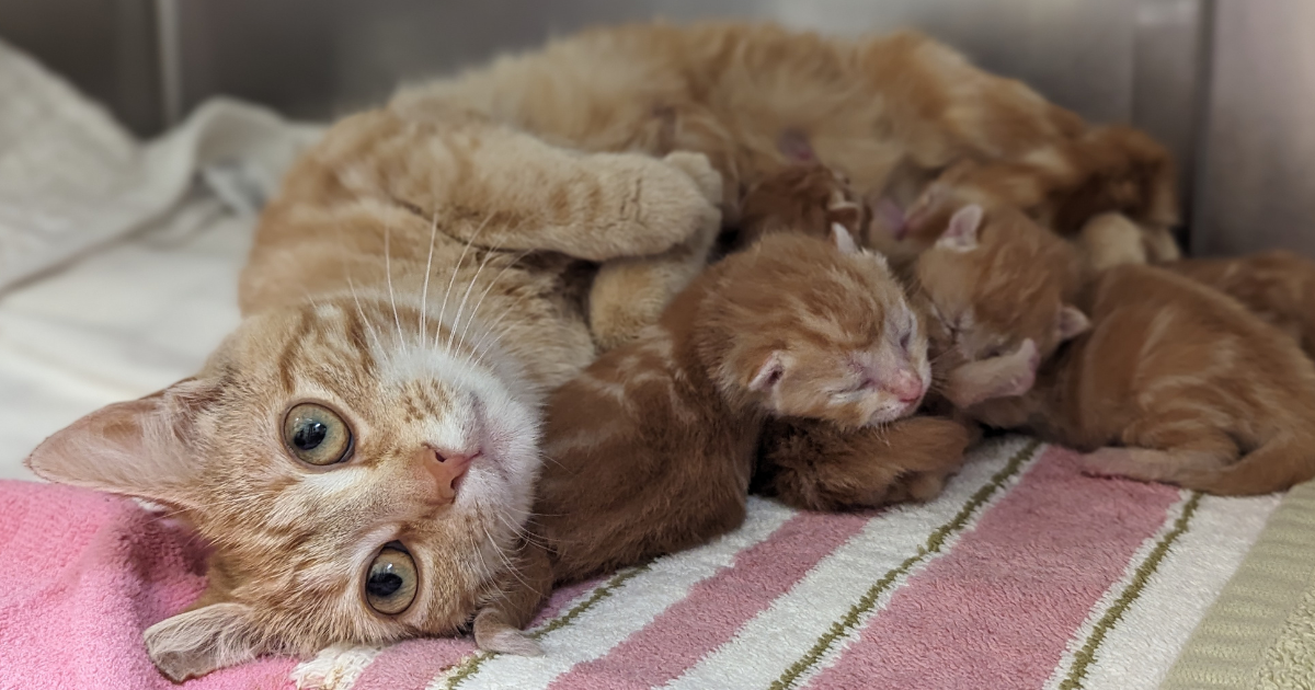 orange tabby cat nursing her newborn kittens