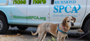 A tan and white speckled hound stands in profile, head tilted in curiosity. Behind her is a white van bearing the logo of the Richmond SPCA.