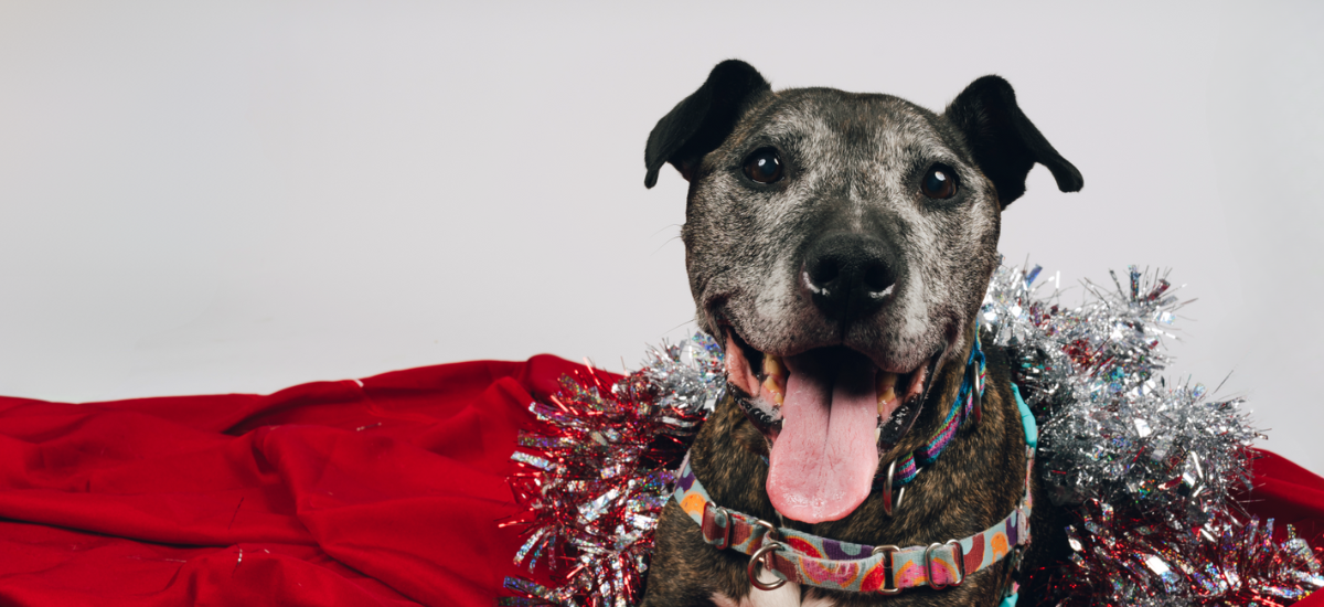 smiling brindle dog with a grey muzzle is lying on a red blanket, silver and red holiday garlands are wrapped around her shoulders