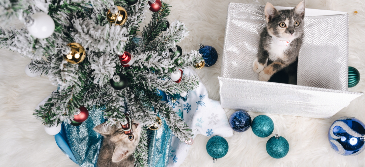 two small kittens in the midst of blue and white holiday décor