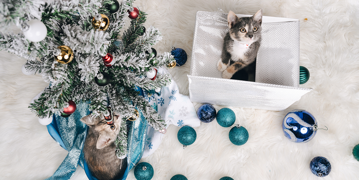 Donate Richmond SPCA