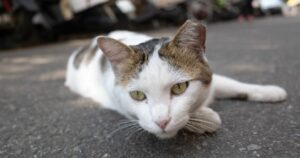 white and tabby cat with a feral ear tip, stretched out on pavement