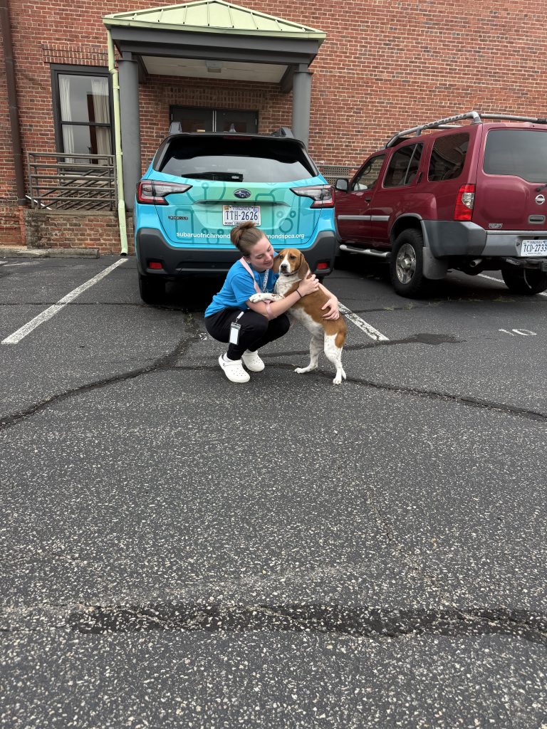 A timid beagle stands on his rear legs to place his front paws on the forearm of a kneeling person.