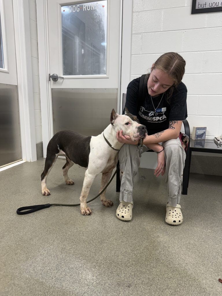 A large black and white dog rests his head in the palm of a sitting person.