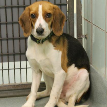 hound shown in kennel