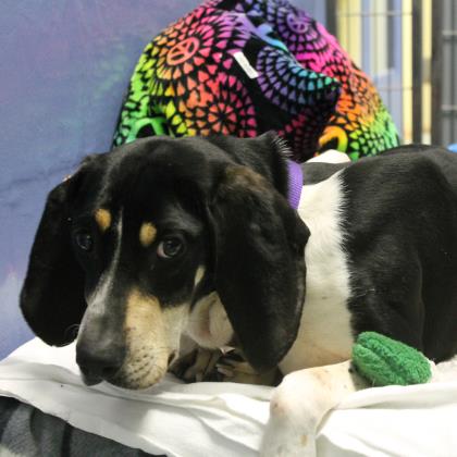 hound dog on Kuranda bed with tie-dye blanket