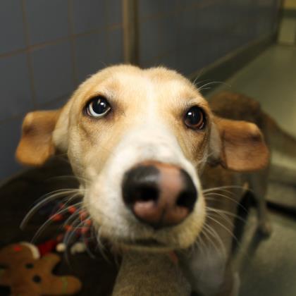 closeup mixed breed dog one blue eye one brown eye