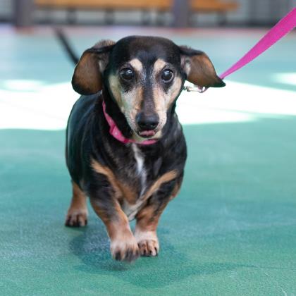 black and tan miniature dachshund