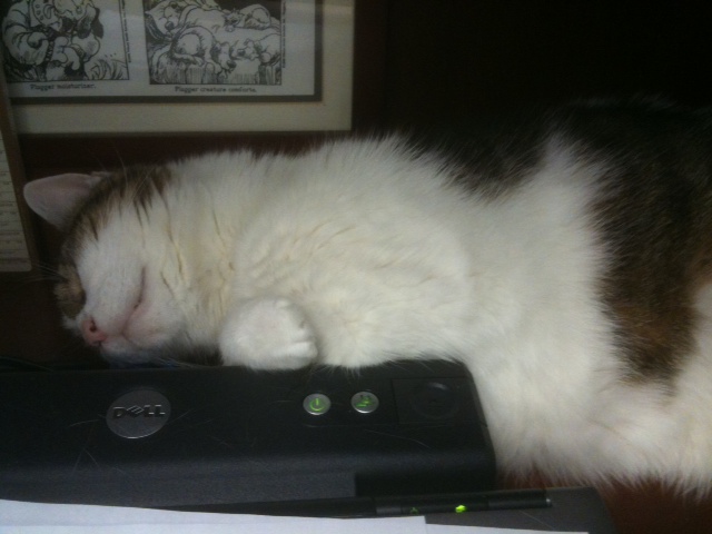 Dumbledore napping on computere