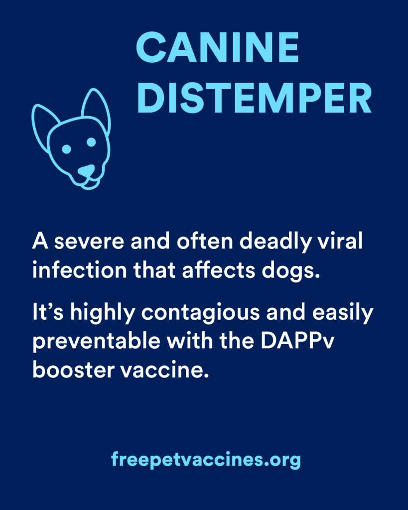 grapic: CANINE DISTEMPER
A severe and often deadly viral infection that affects dogs. It's highly contagious and easily preventable with the DAPPv booster vaccine.