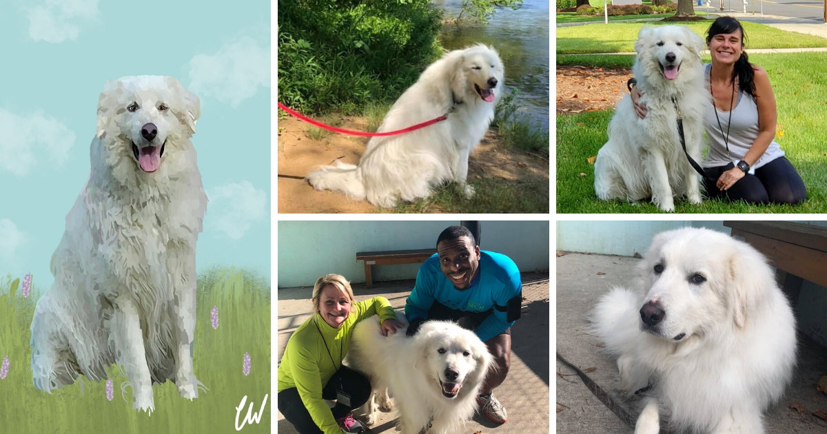 Judge: Soft-and-fluffy yet rough-around-the-edges Pyrenees seeks loyal ...