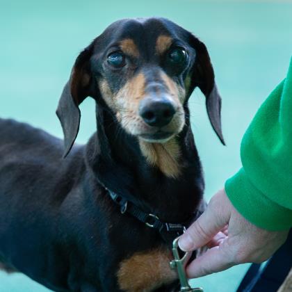 black and tan dachshund mix