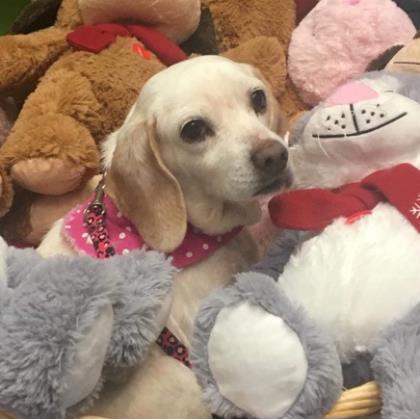 beagle surrounded by plush dog and cat toys