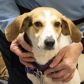 small hound with floppy ears